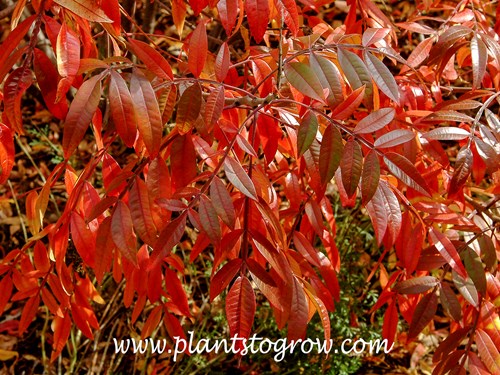 Prairie Flame Shining Sumac (Rhus copallina var latifolia)